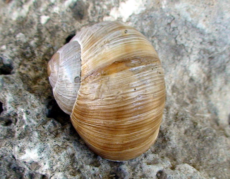 Helix delle Gole del Sagittario (AQ)